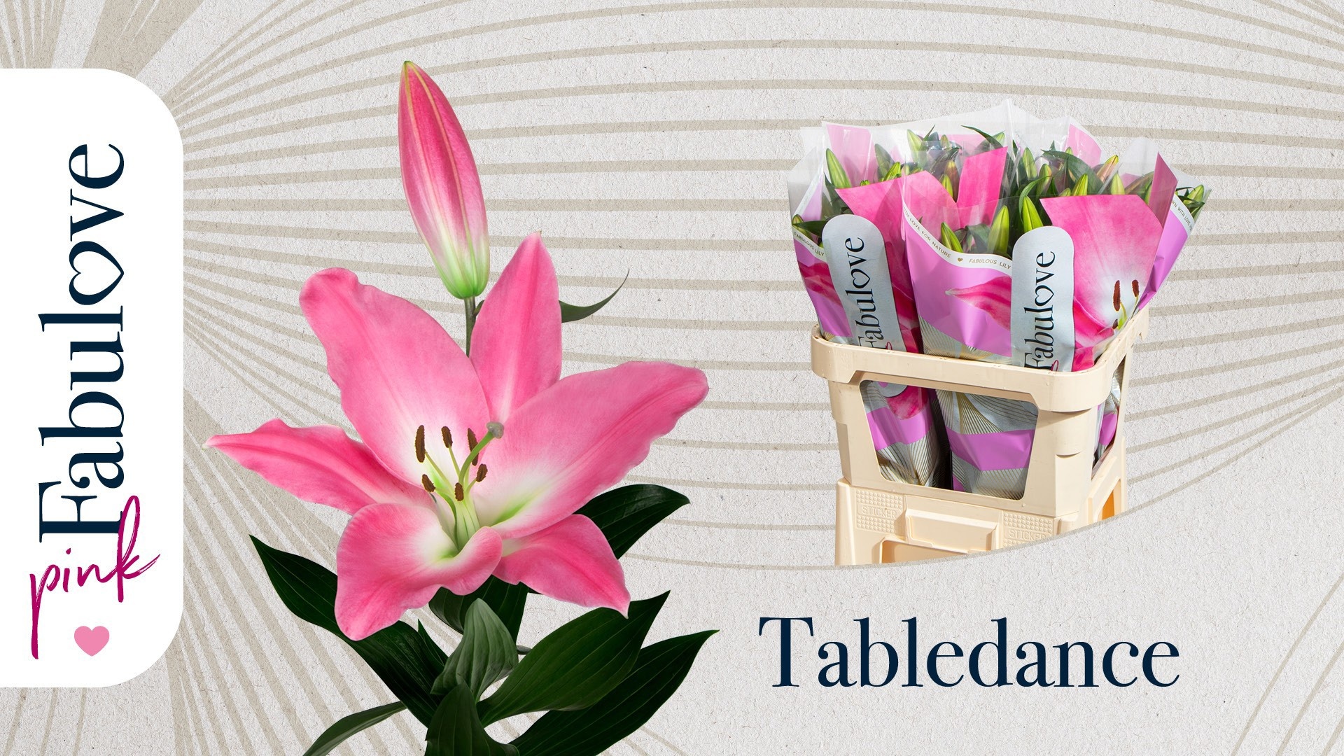 Lilium Ot Tabledance 80cm 2/4bl