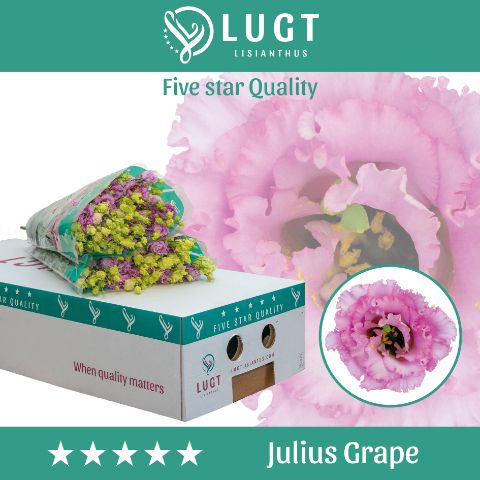 Eus G Julius Grape
