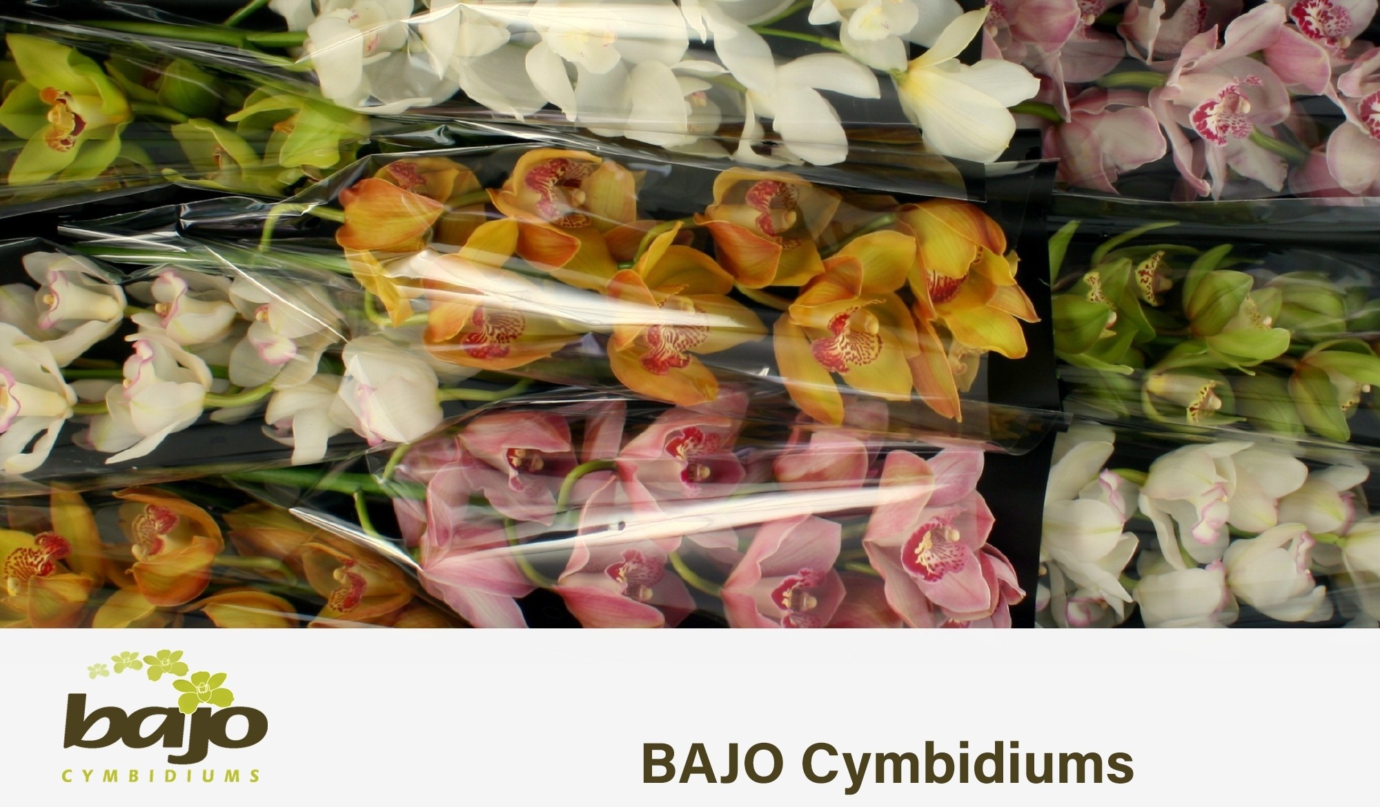 Cymbidium Asst 9bl