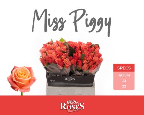 R Gr Miss Piggy+