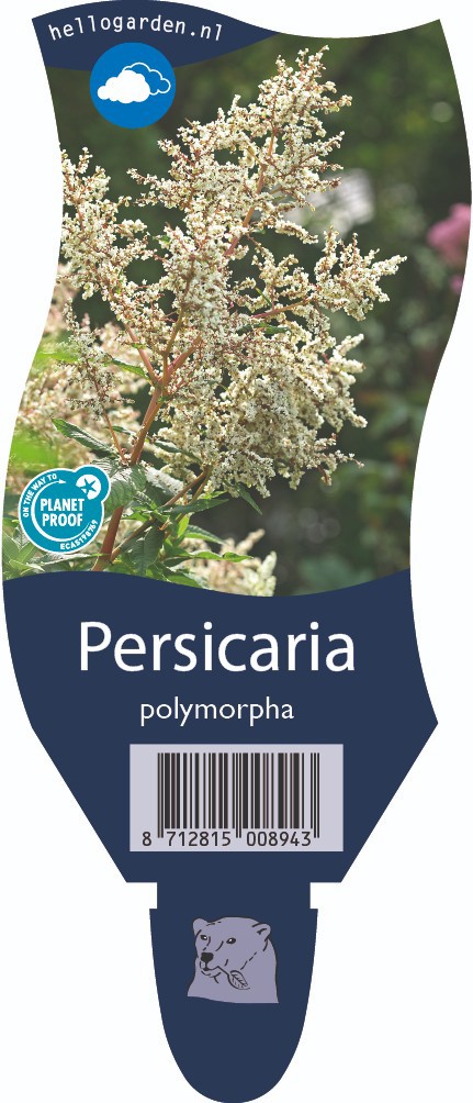 Persicaria polymorpha