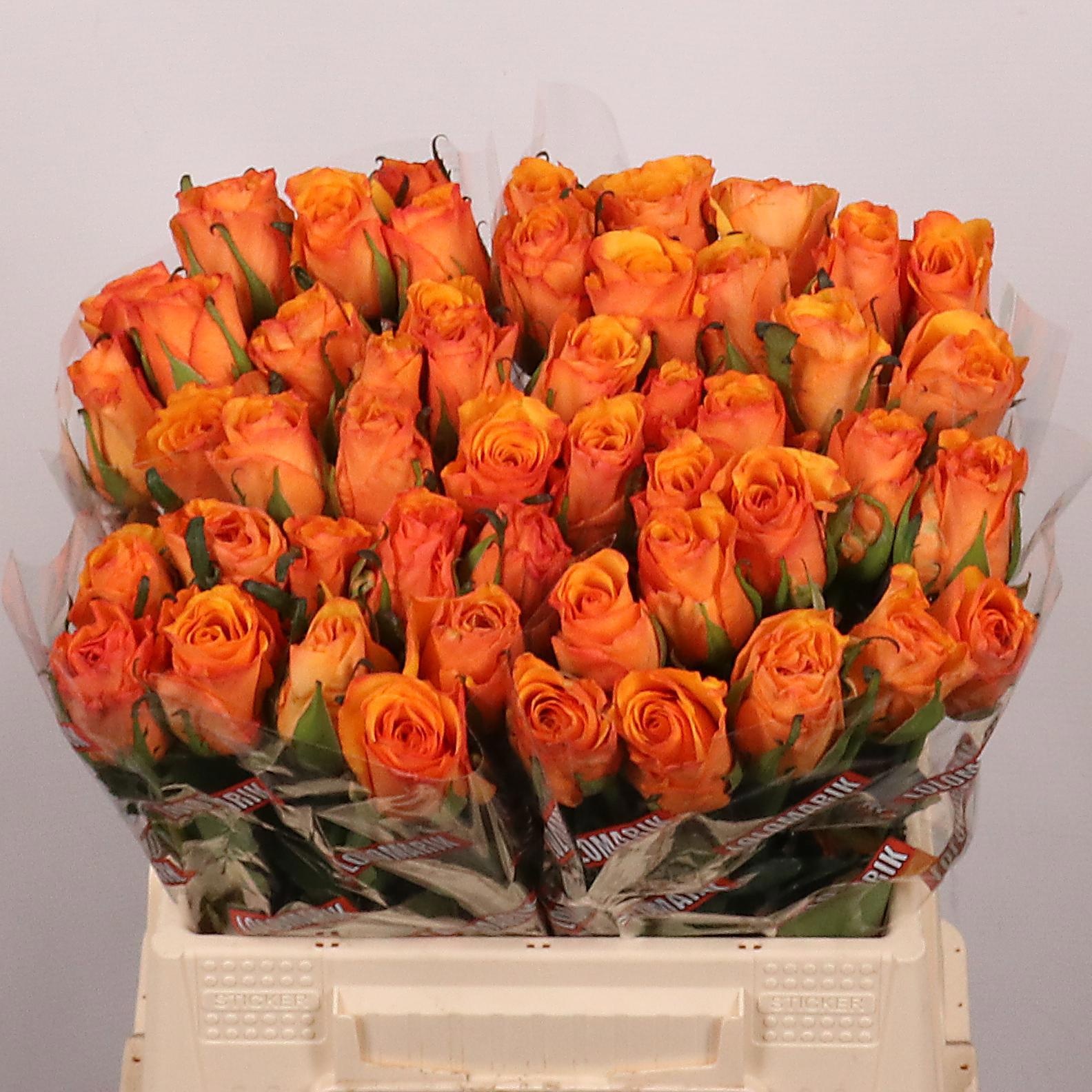 Rosa Tycoon 40cm