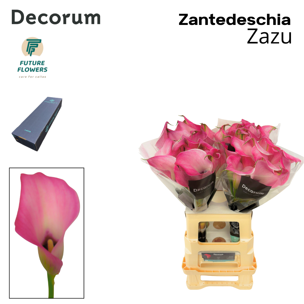 Zant Zazu
