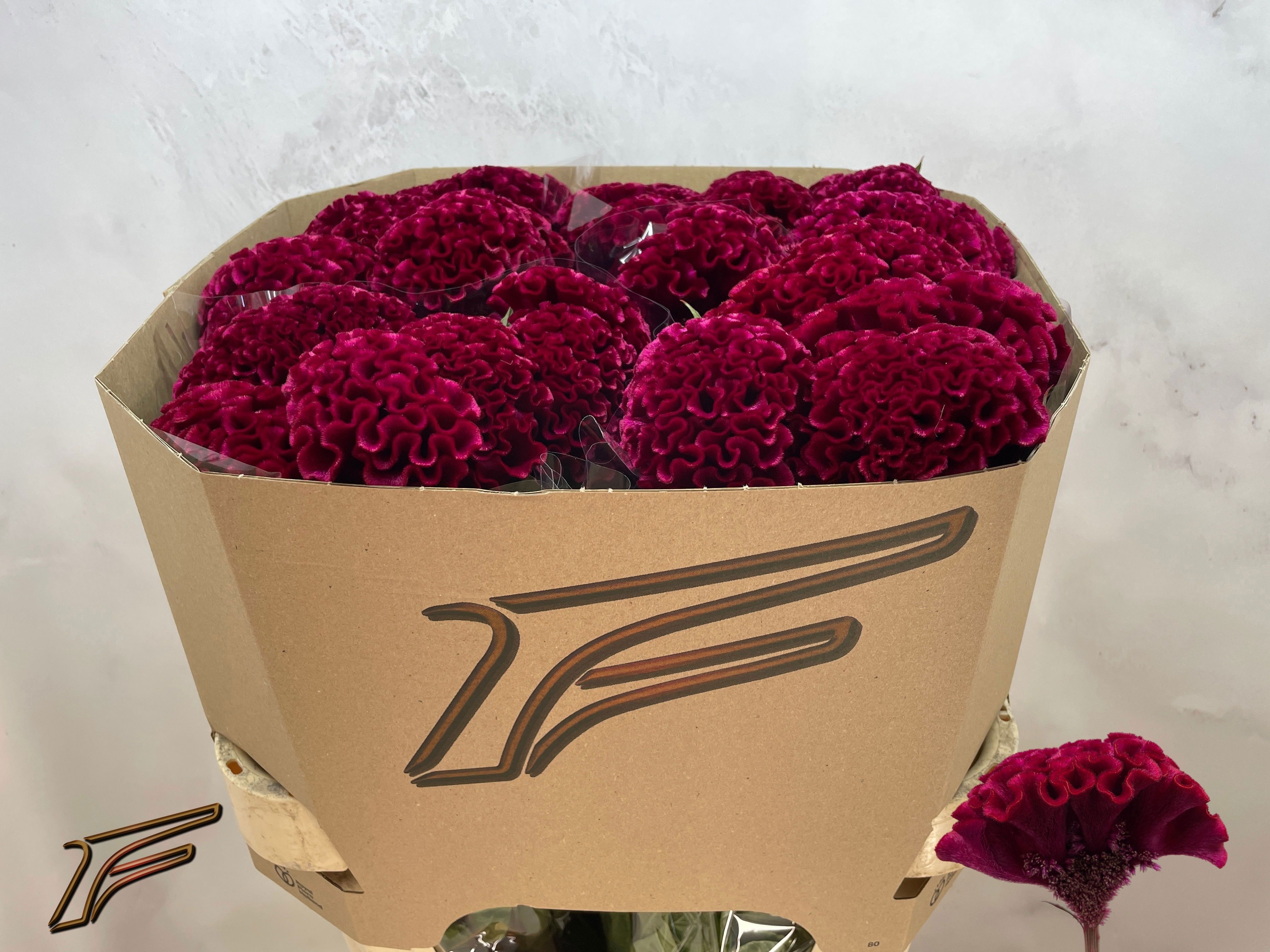 Celosia Act Indian Sumburg 80cm