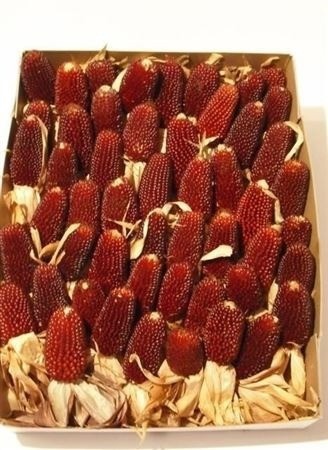 Zea Mays Strawberry 10cm