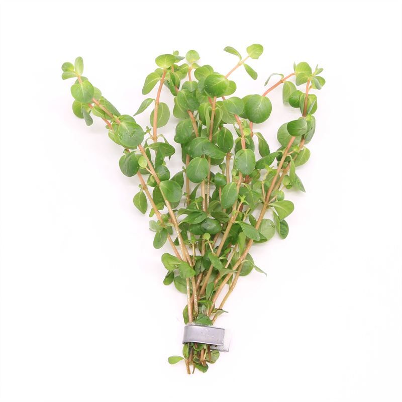Rotala rotundifolia bos