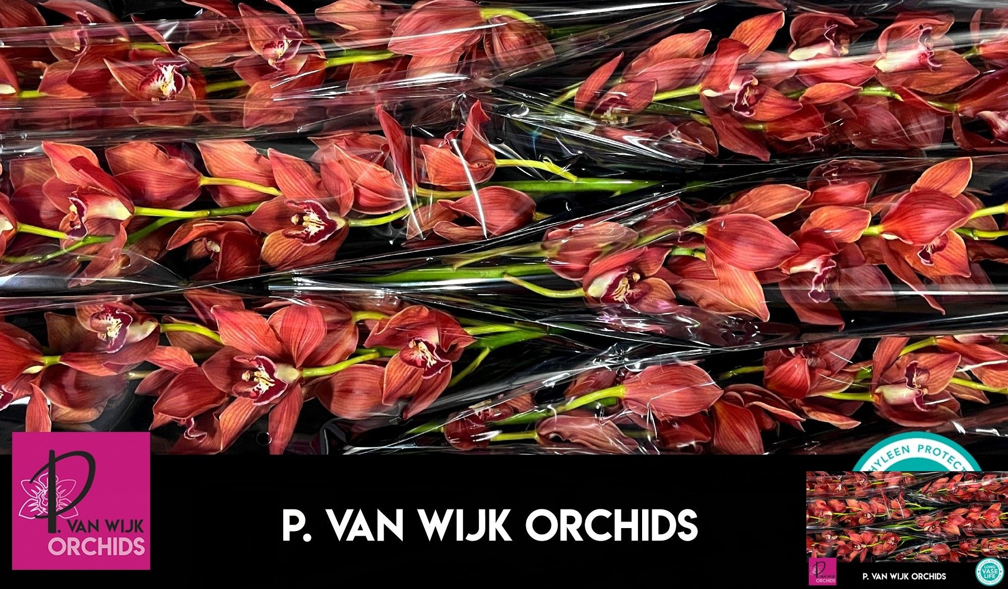 Cymbidium Fredericka 12/15bl