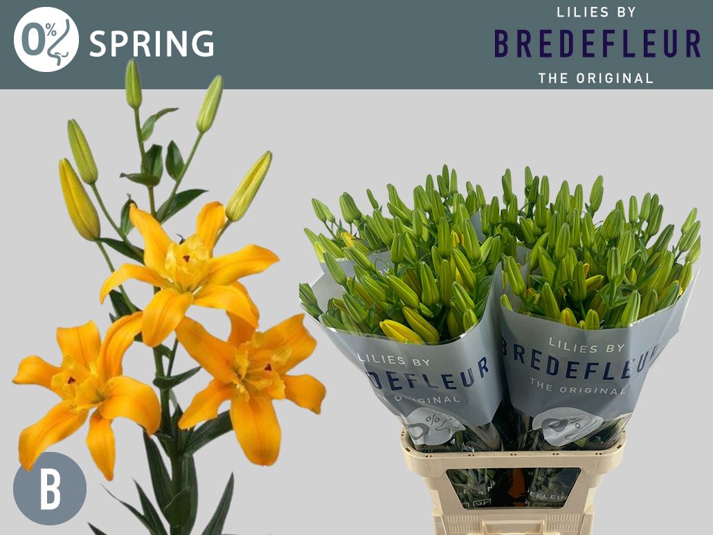Li La Bf Spring