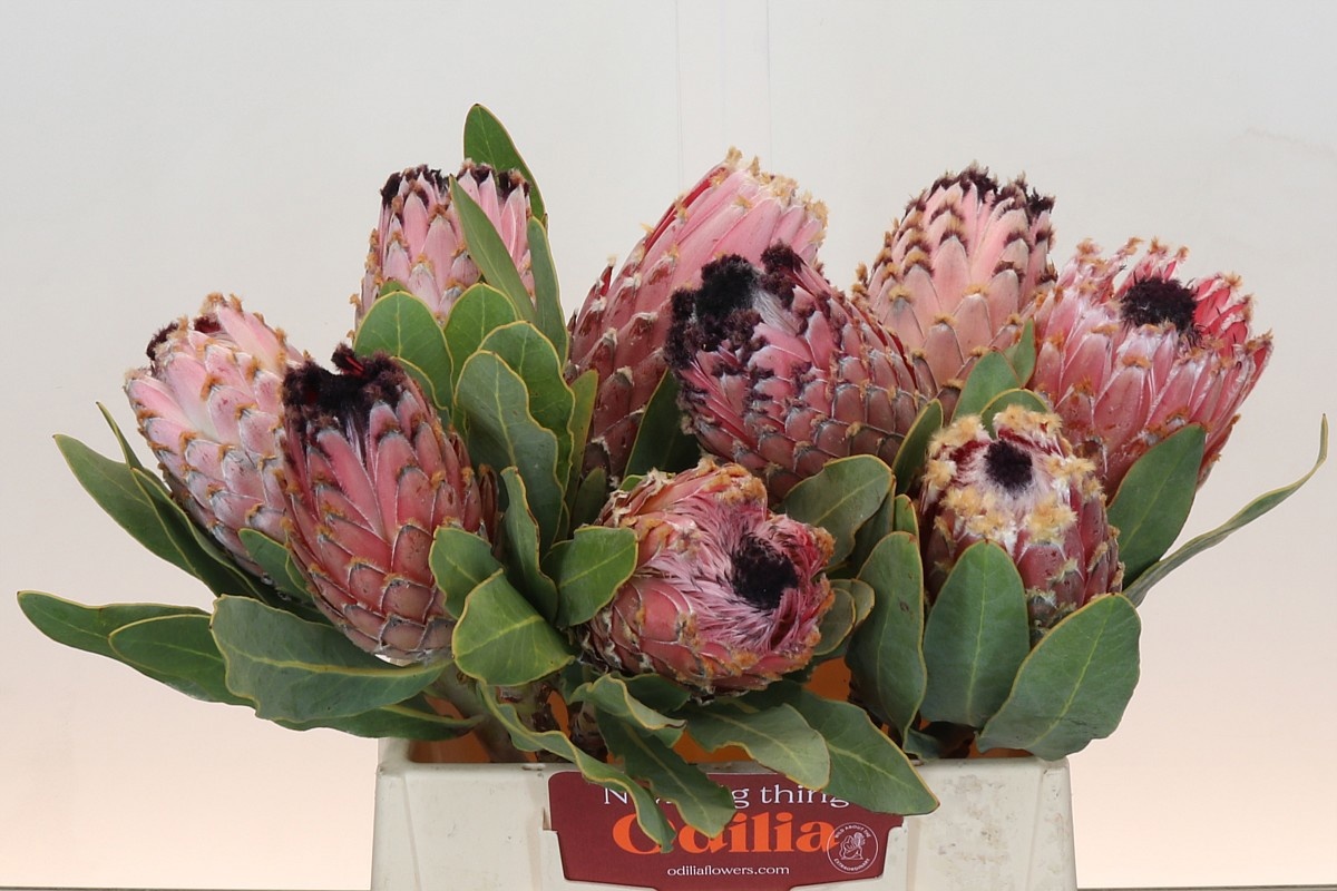 Protea Barbigera 40cm
