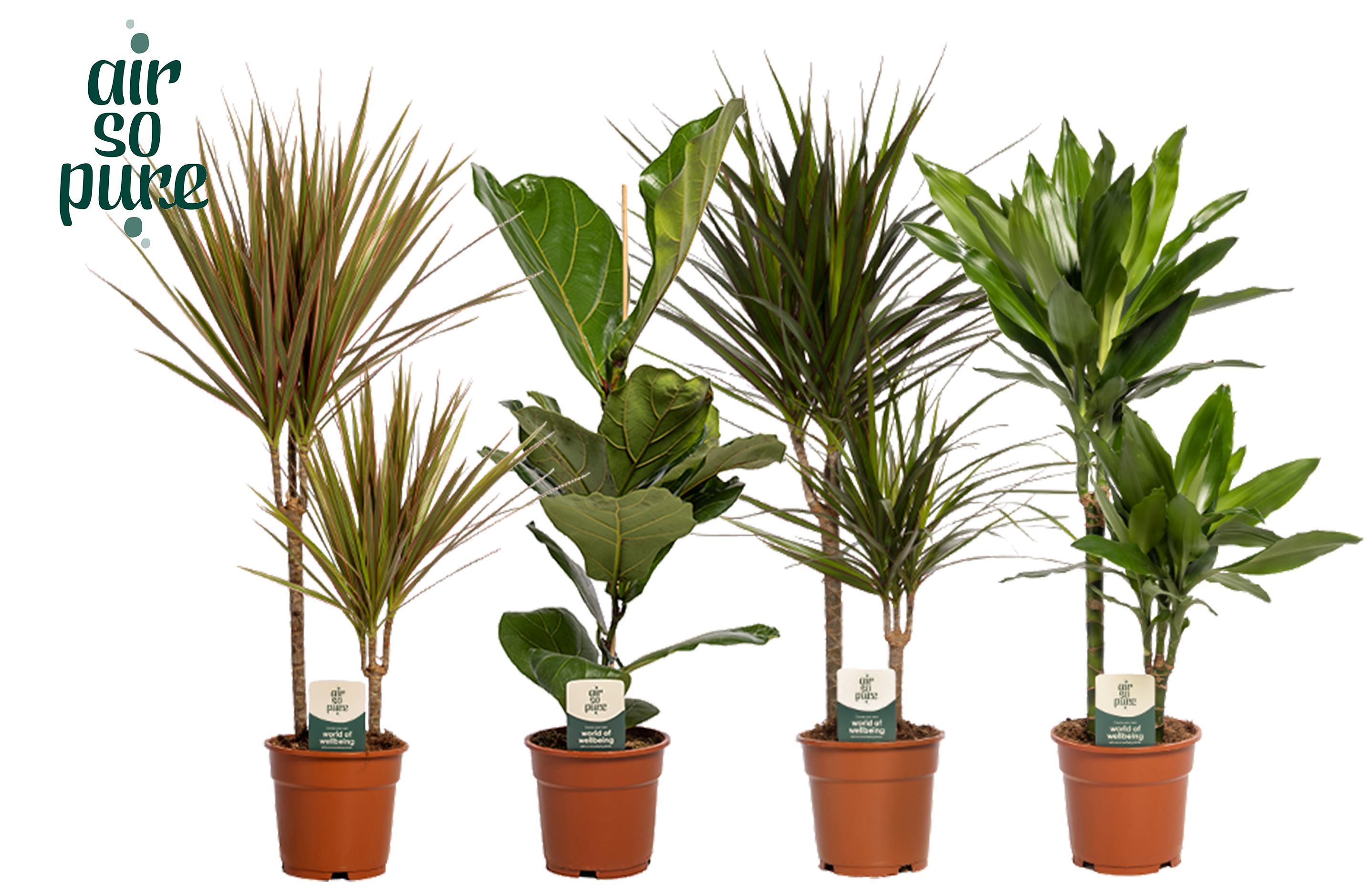 Picture of Houseplants in 4 varieties Air so Pure P17 60CM