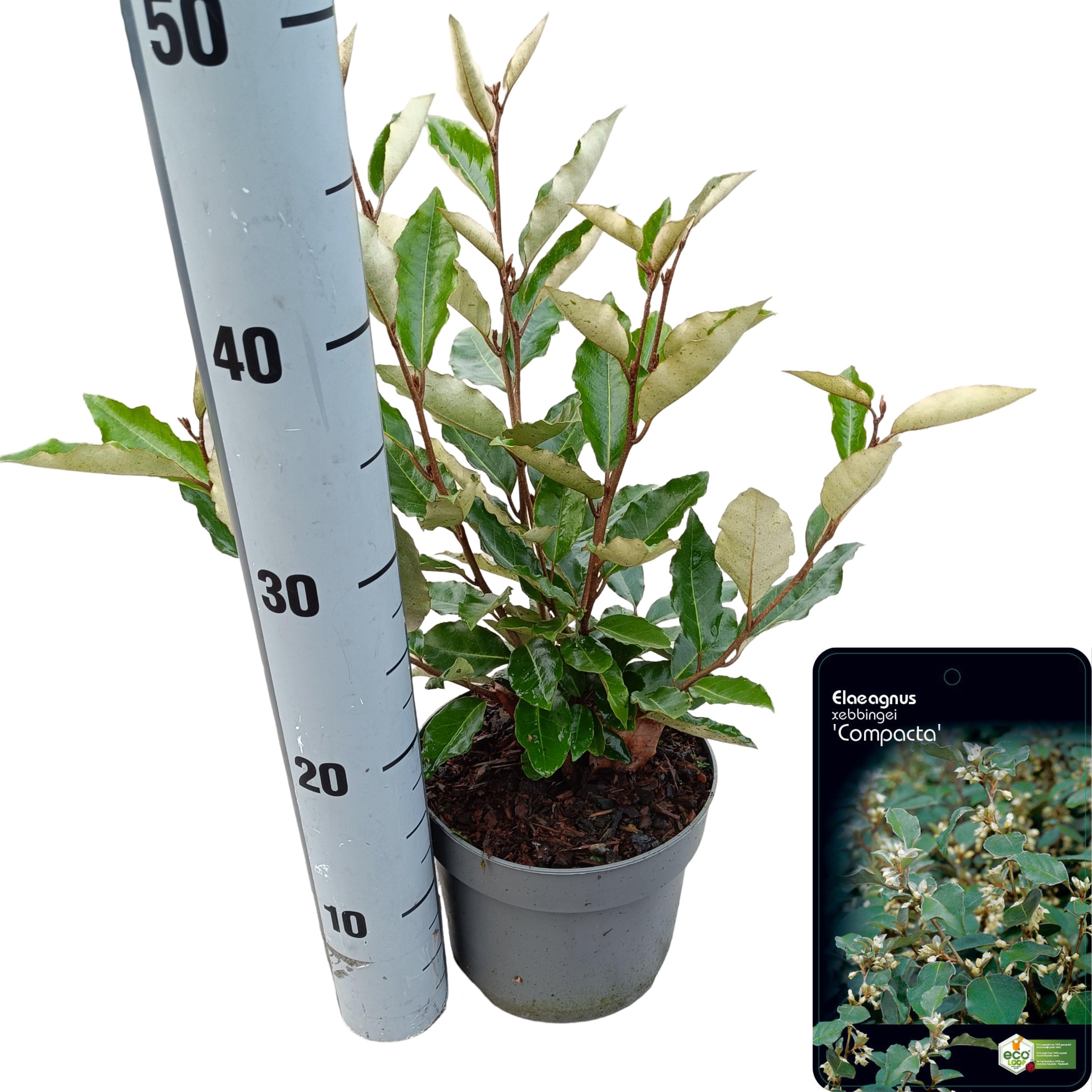 Picture of Elaeagnus ebbingei 'Compacta' C2