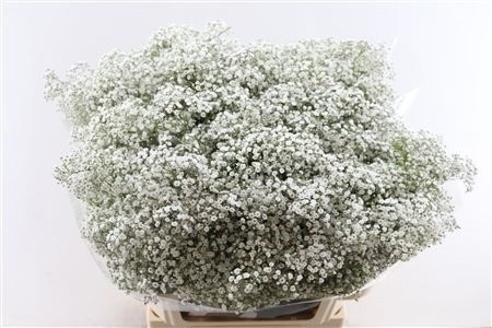 Gypsophila Million Stars 80cm 40gram