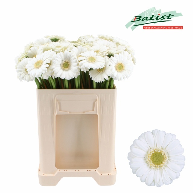 Gerbera Mini Albino