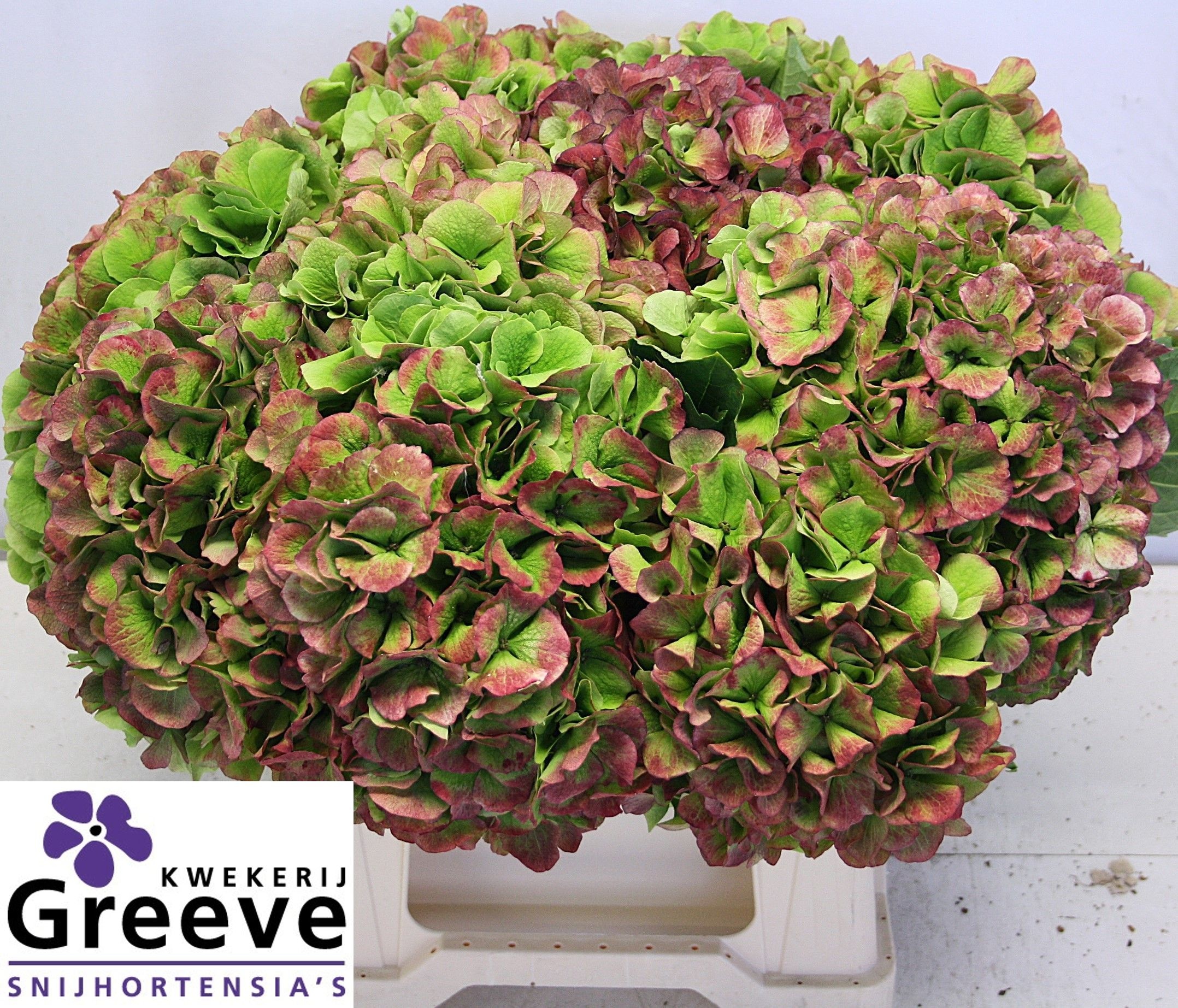 Hydrangea Verena Classic Pink 40cm 25Ø