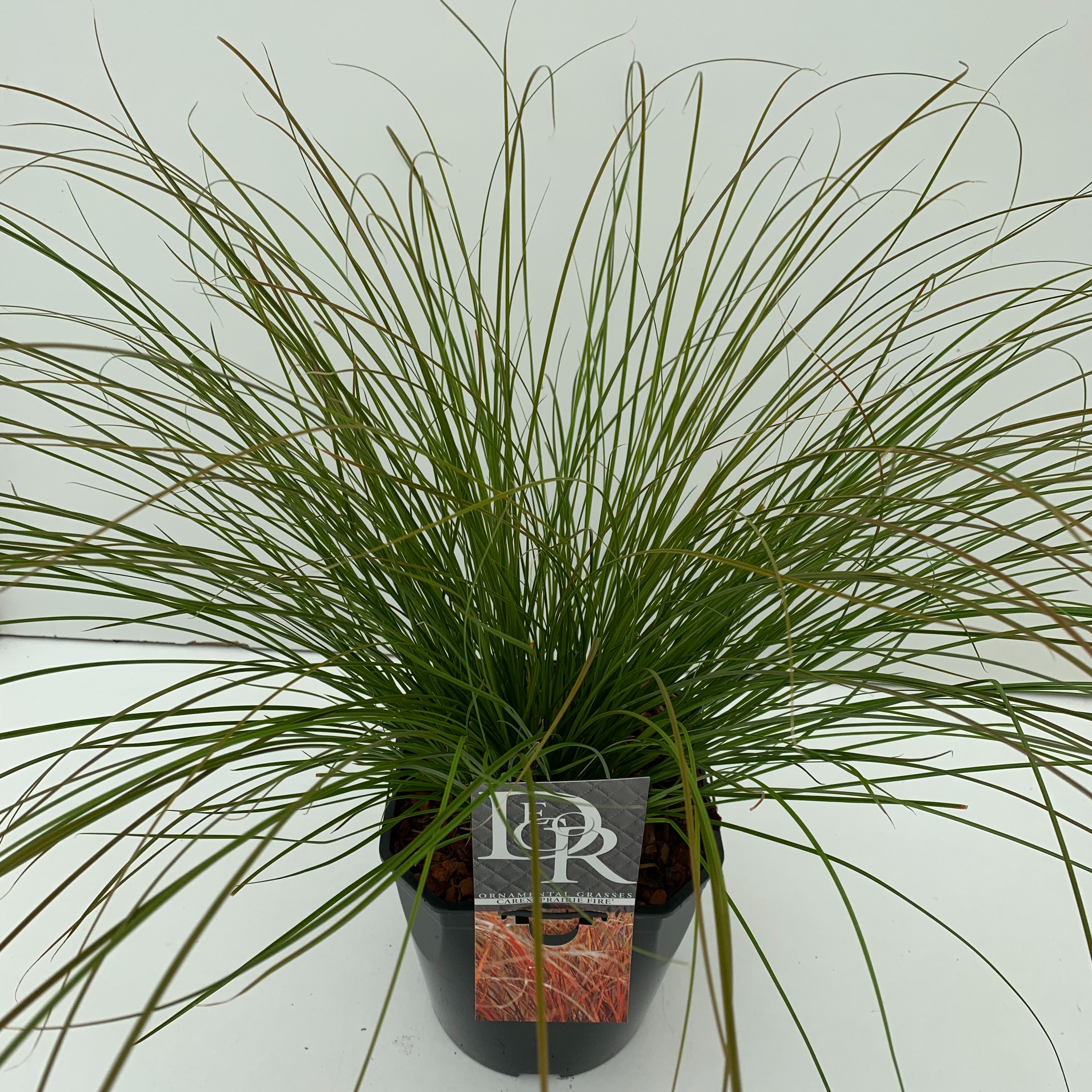 Picture of Carex Prairy Fire P23 (5 Ltr) SQUARE