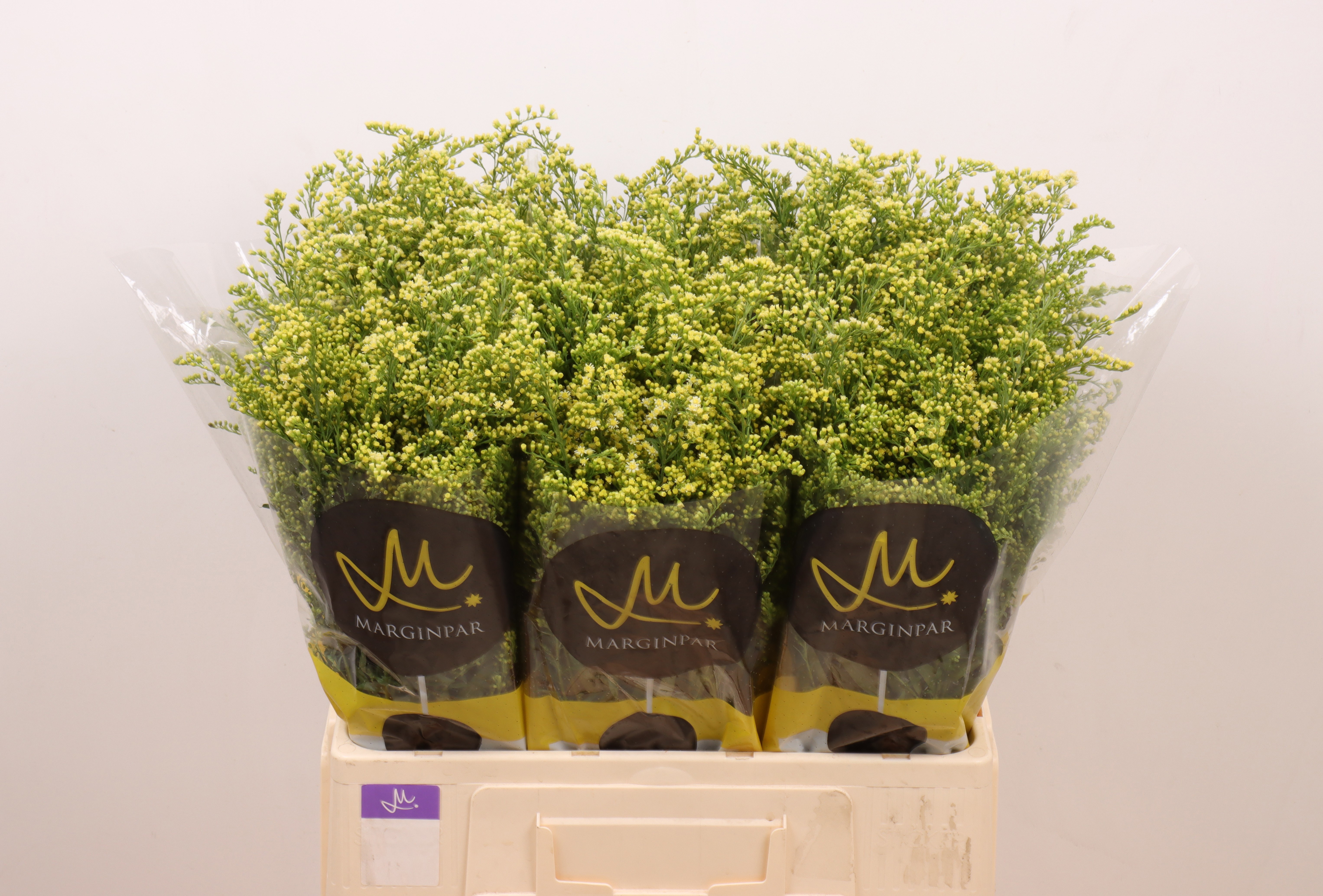 Soli Moonlight Glory 60cm 15gram