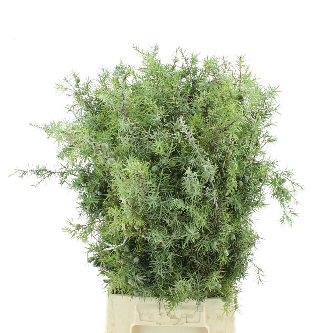 Juni Ch Blaauw Bs 50cm 400gram