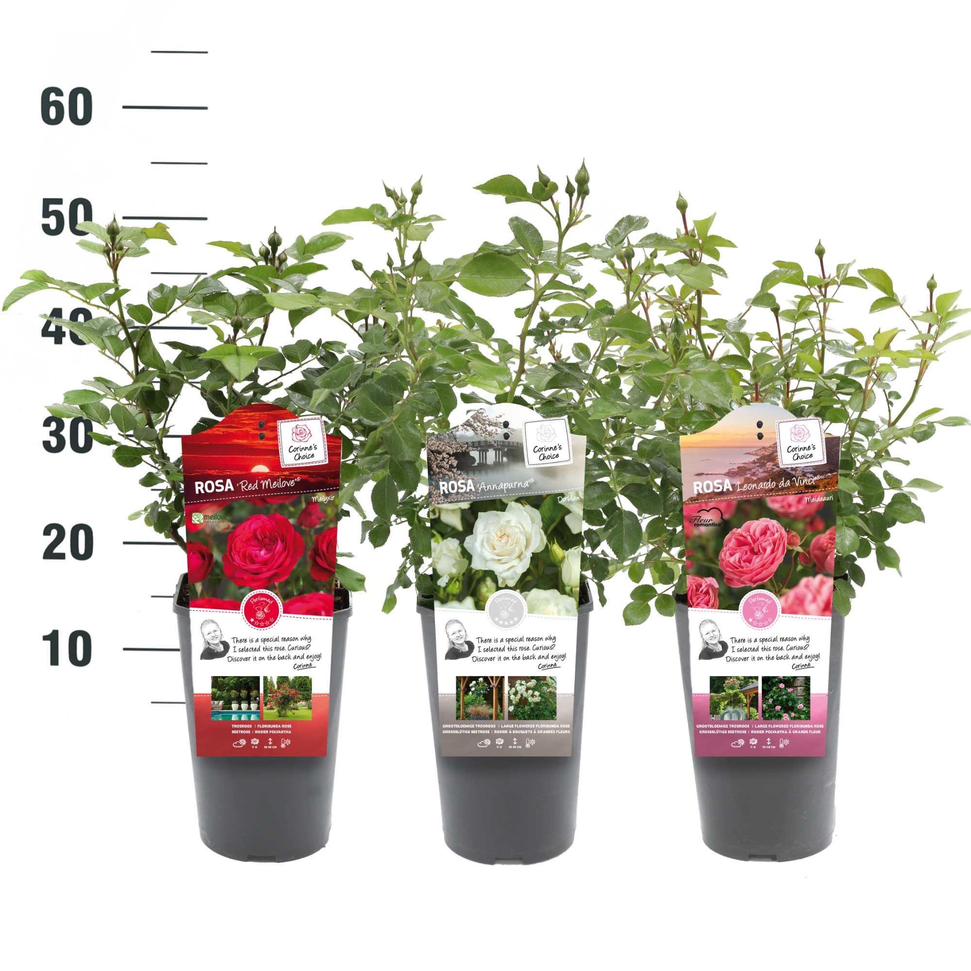 Picture of Rosa in varieties Categorie 3 P19 (3 Ltr) BUSH