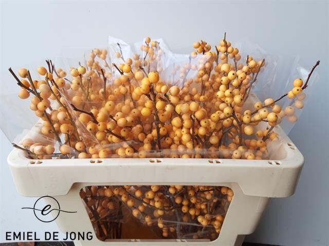 Ilex Golden Verboom 50cm