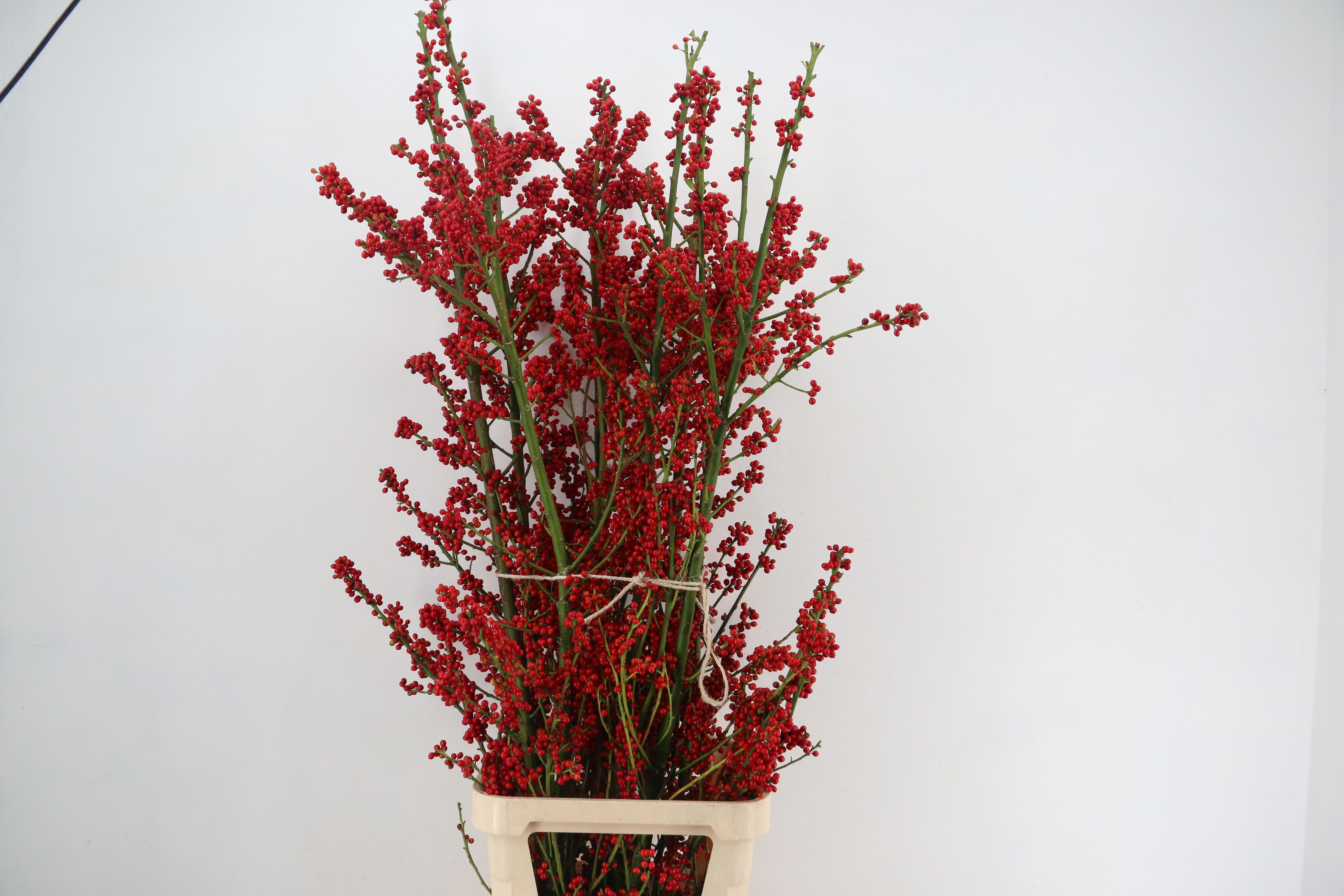 Snijbloemen Ov 160L.cm 13bloei