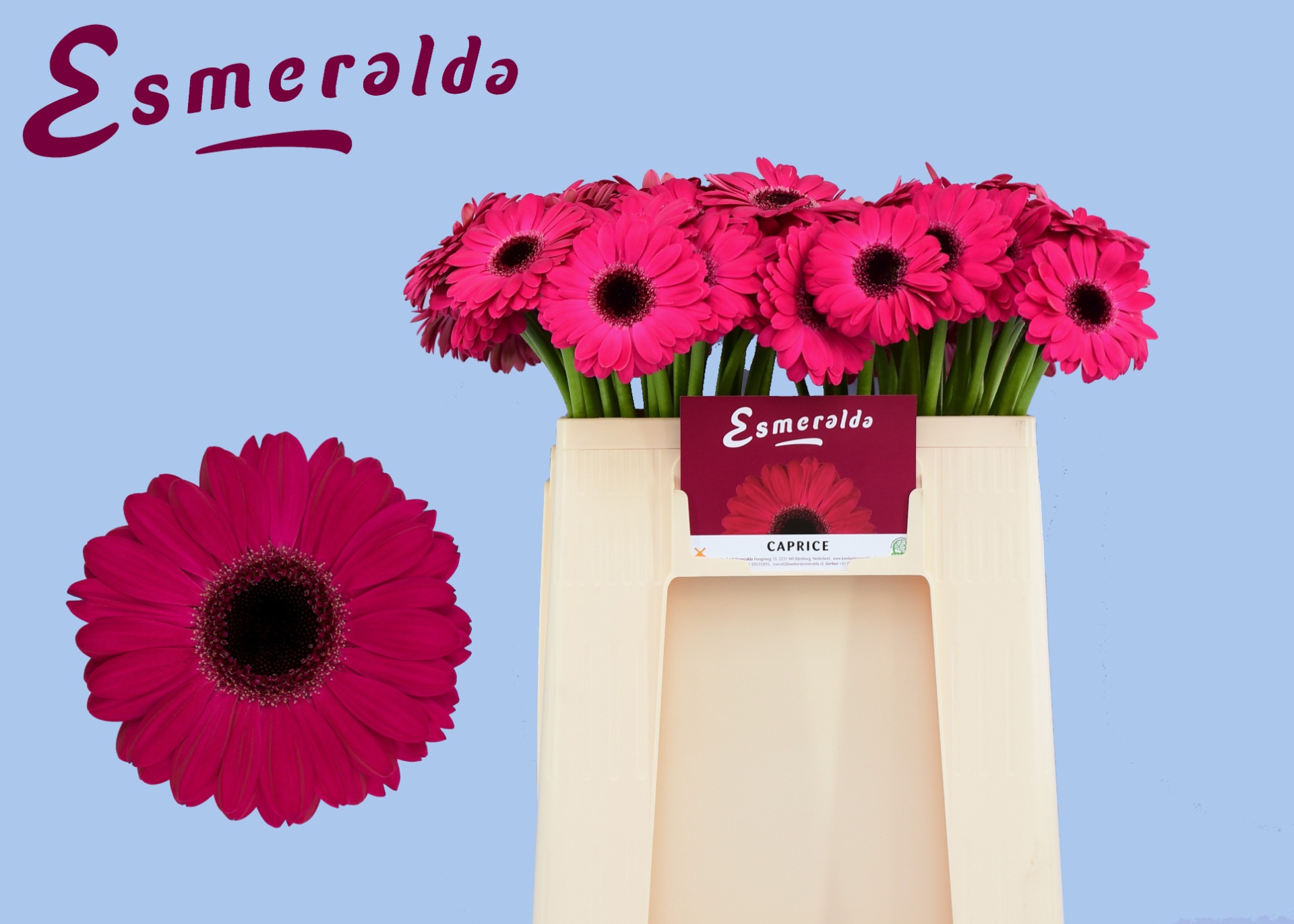 Gerbera Mini Caprice