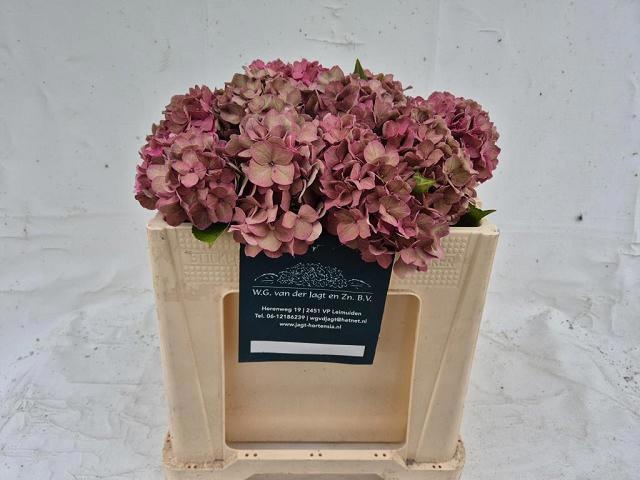 Hydrangea Rodeo Classic Pink 50cm 15Ø