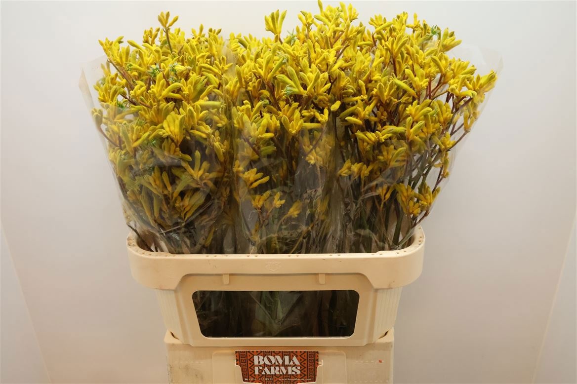 Anigozanthos Yellow Gem 80cm