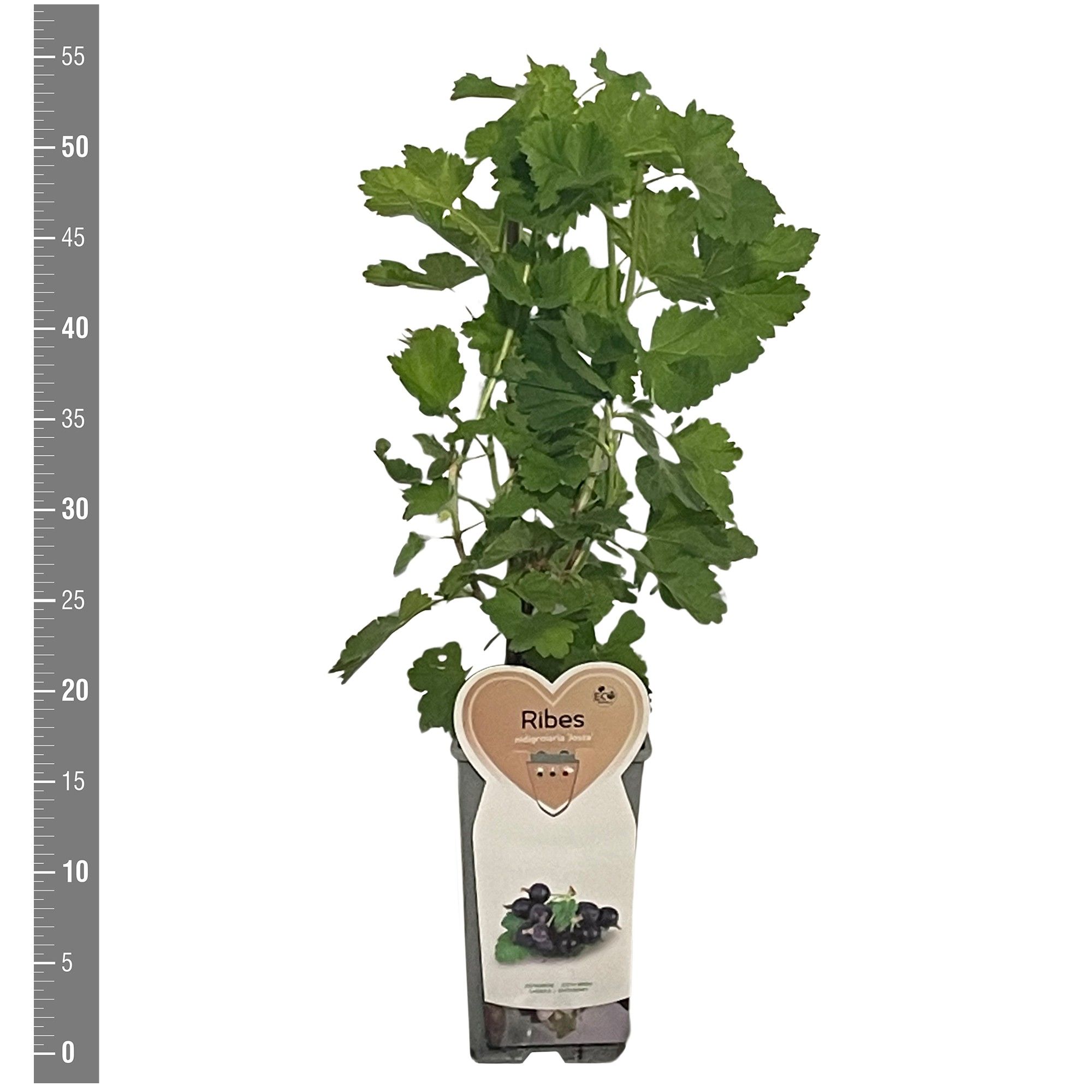 Ribes Kleinfruit Ribes n. Jostabes 2 liter