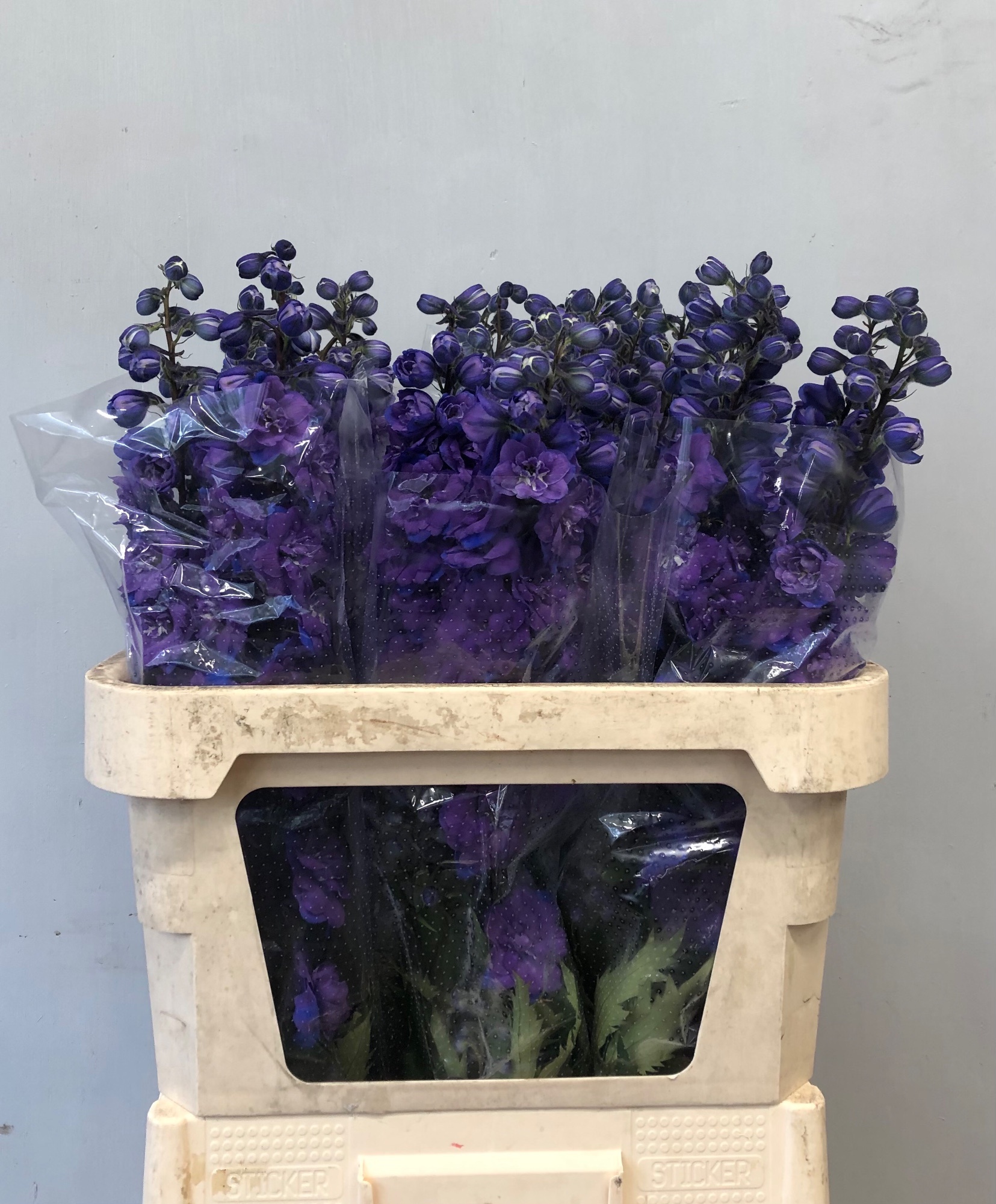 Delphinium Elatum Christel 80cm
