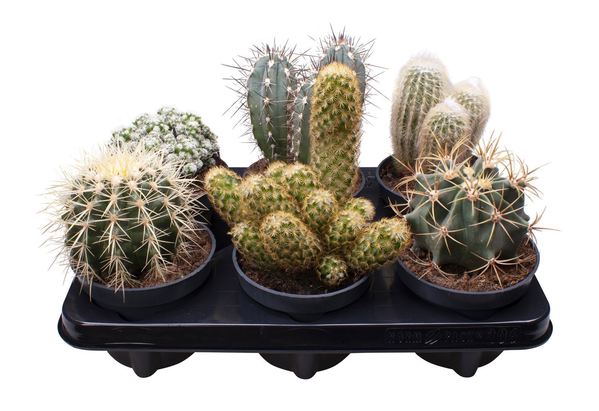 Cactus Mix