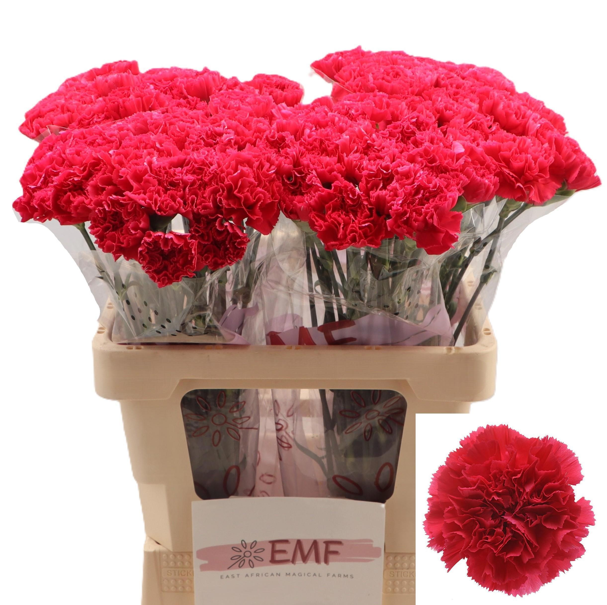 Dianthus St Bizet 60cm