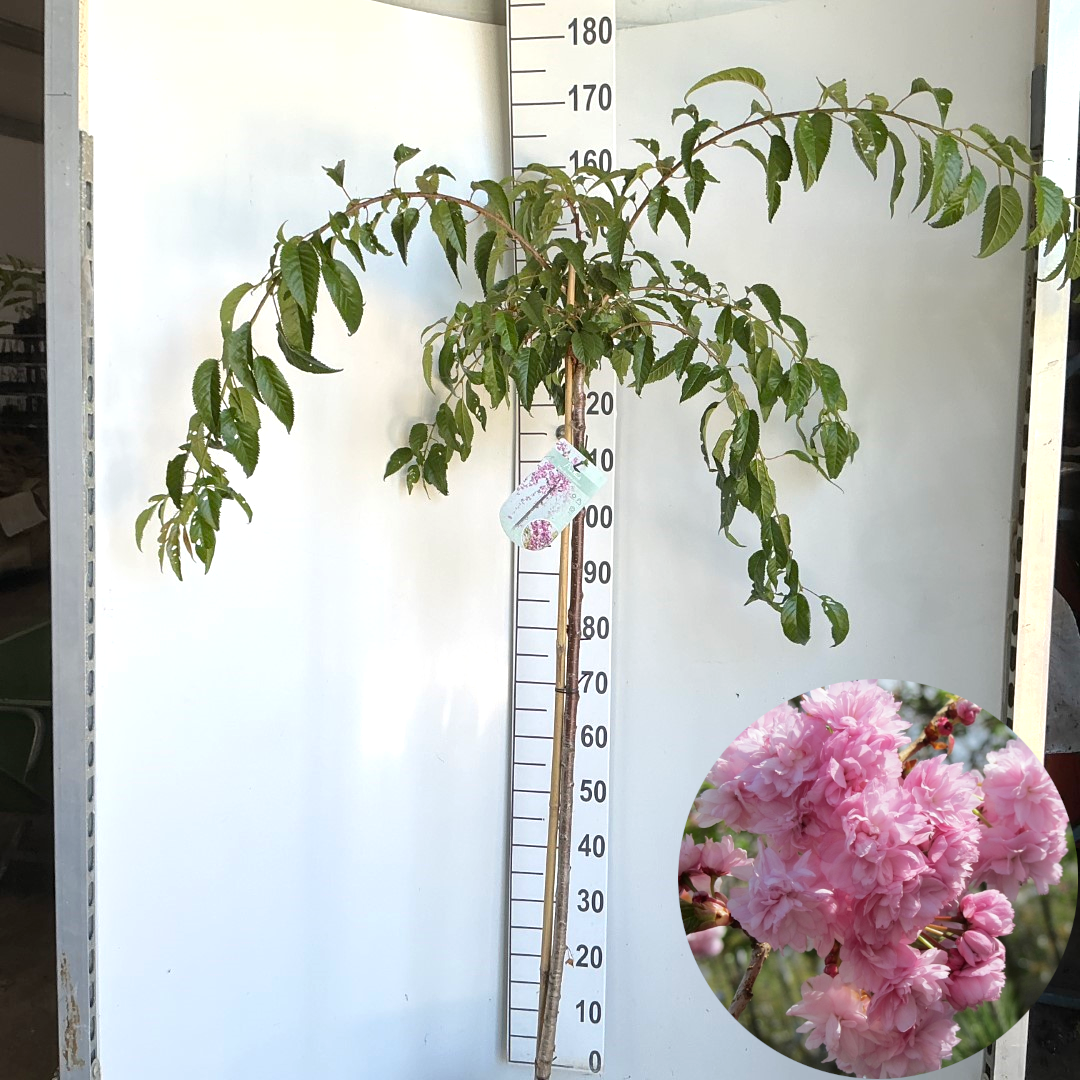 Prunus 'Kiku-shidare-zakura' stam