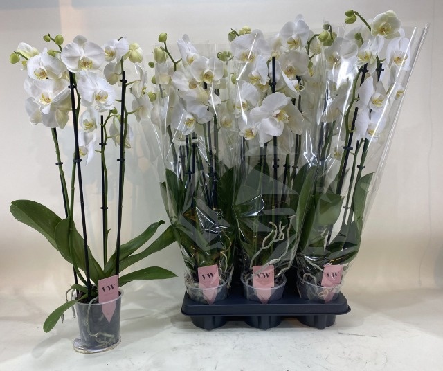 Phal An Glasgow 12Ø 70cm