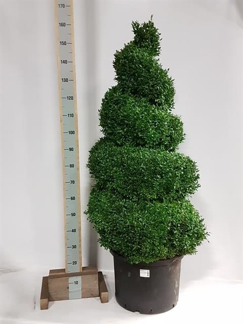 Buxu Sempervirens 50P 135H 60Ø Cm