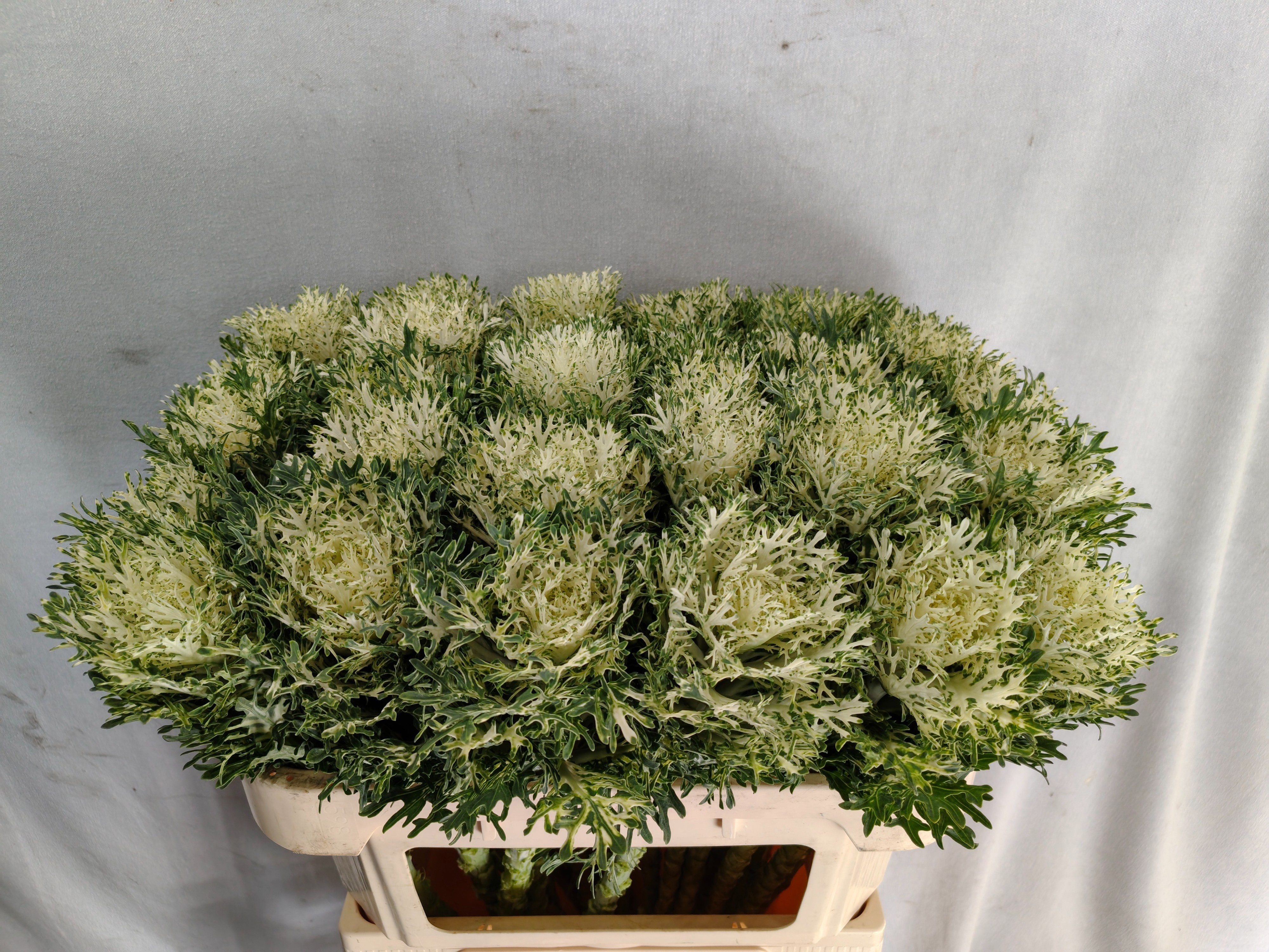Brassica Crane Fea Snow 70cm