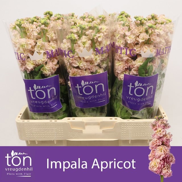 Matth Impala Apricot 50cm