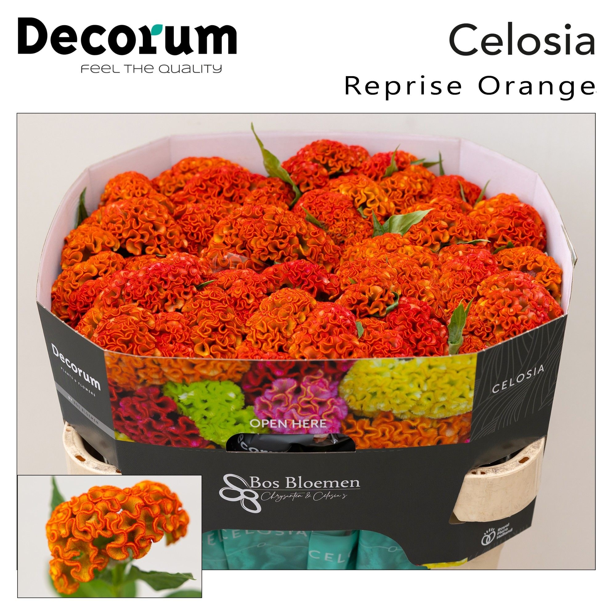 Celosia Reprise Orange 70cm