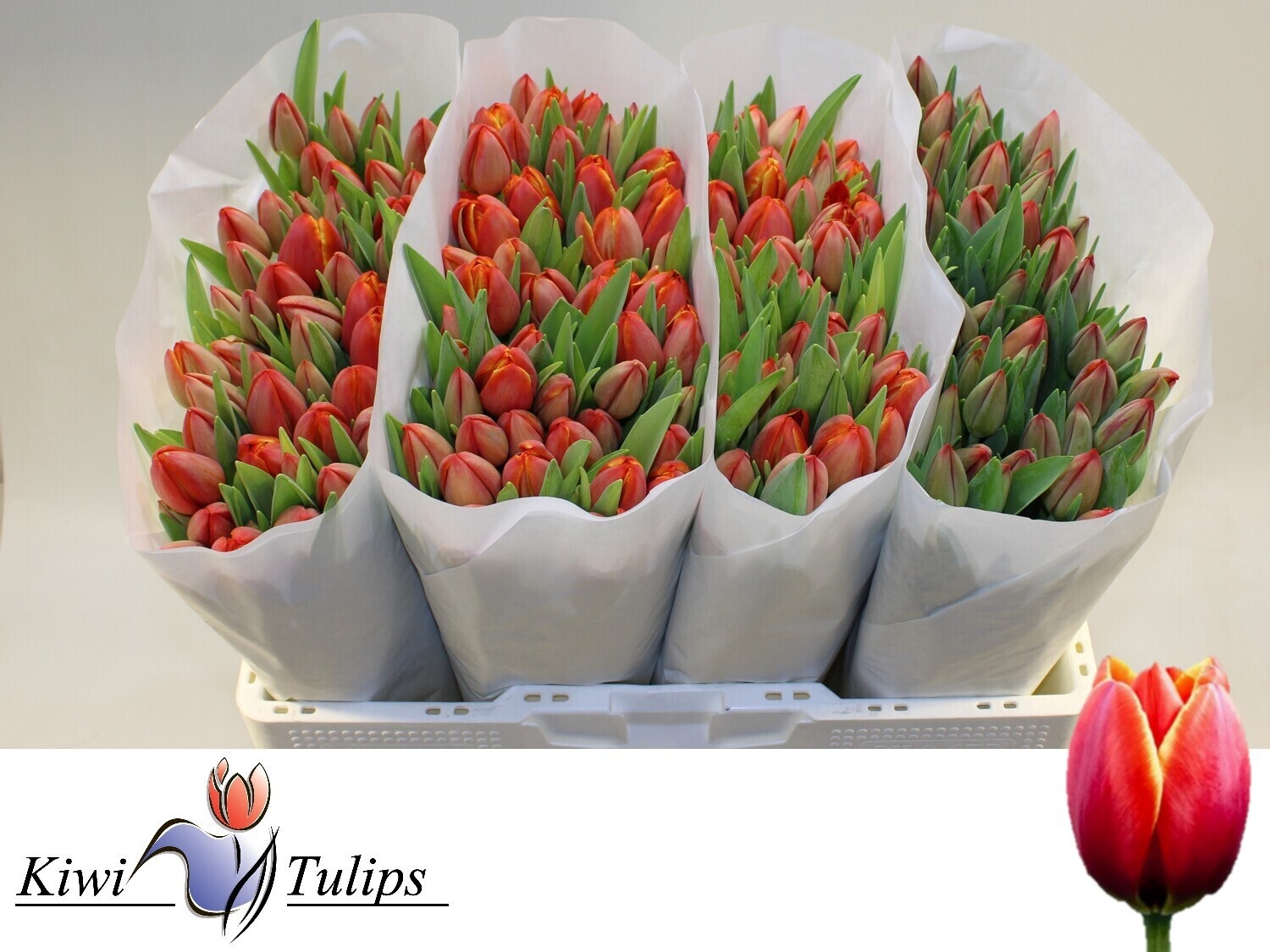 Tulipa Esta Bonita 40cm 27gram