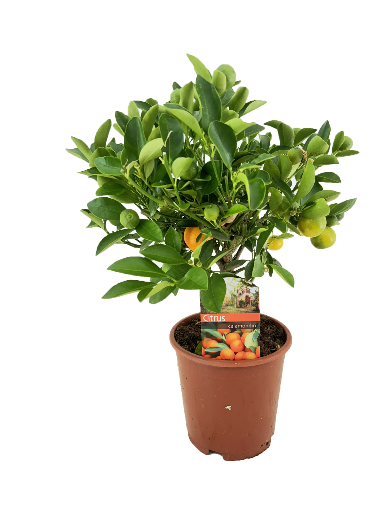 Picture of Citrus calamondin P15 std 15/fruit