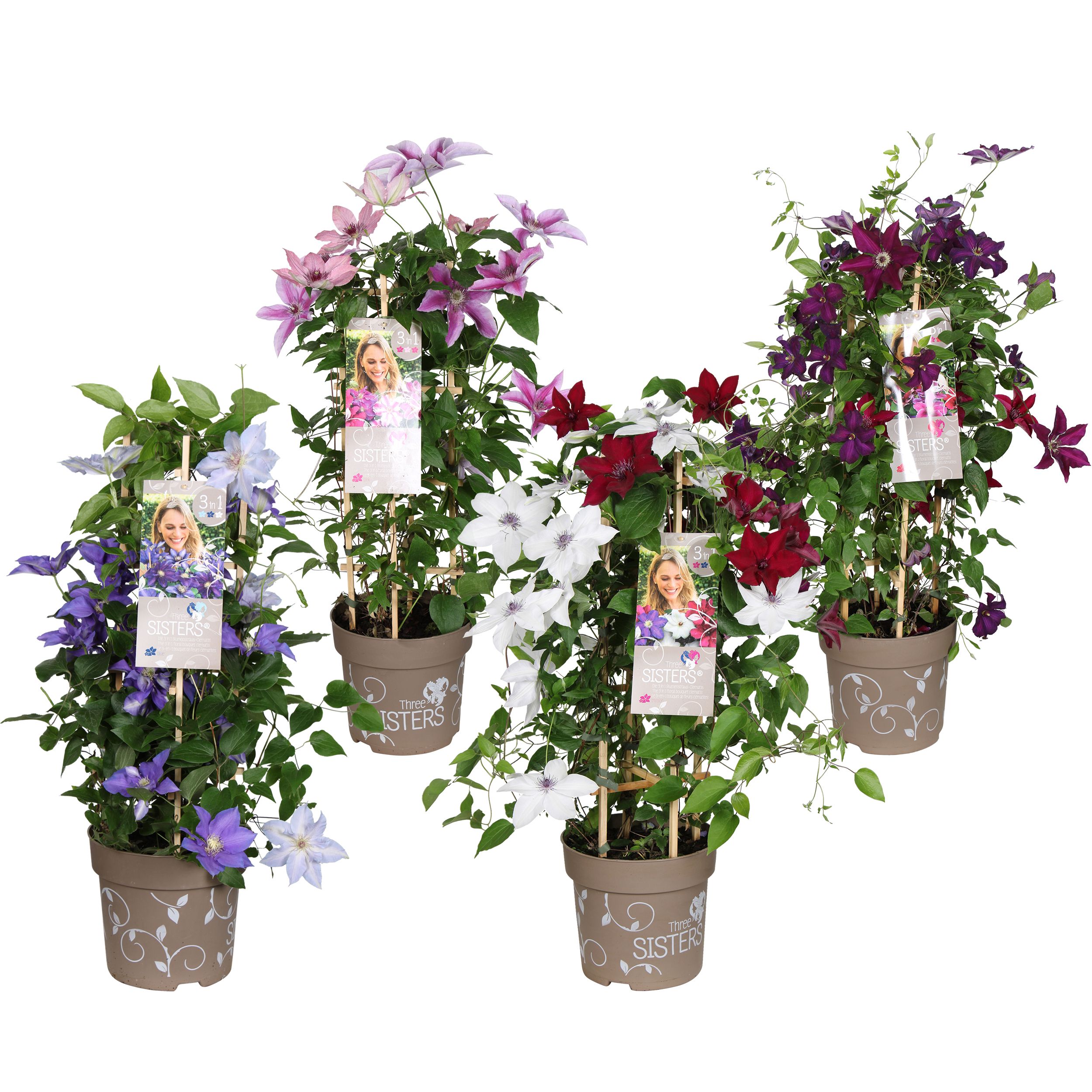 Picture of Clematis hybriden Three Sisters® P23