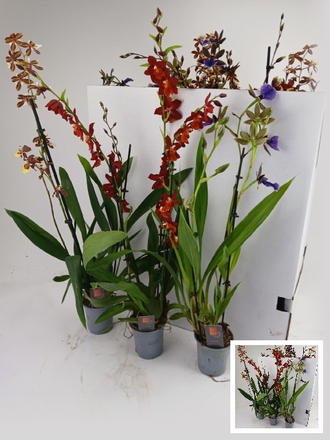 Orchideeen Gemengd
