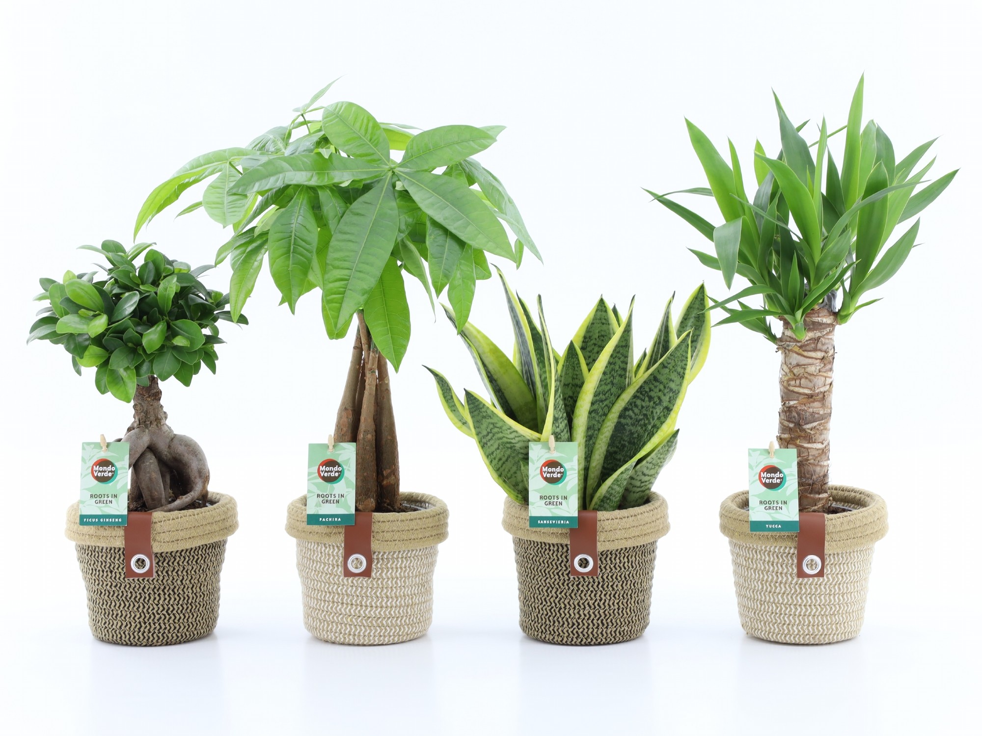 Picture of Houseplants Asia varieties in Noah Deluxe ceramic P14 35CM