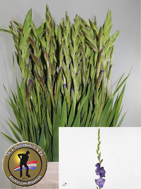 Gladiolus Mojito 90cm 110gram