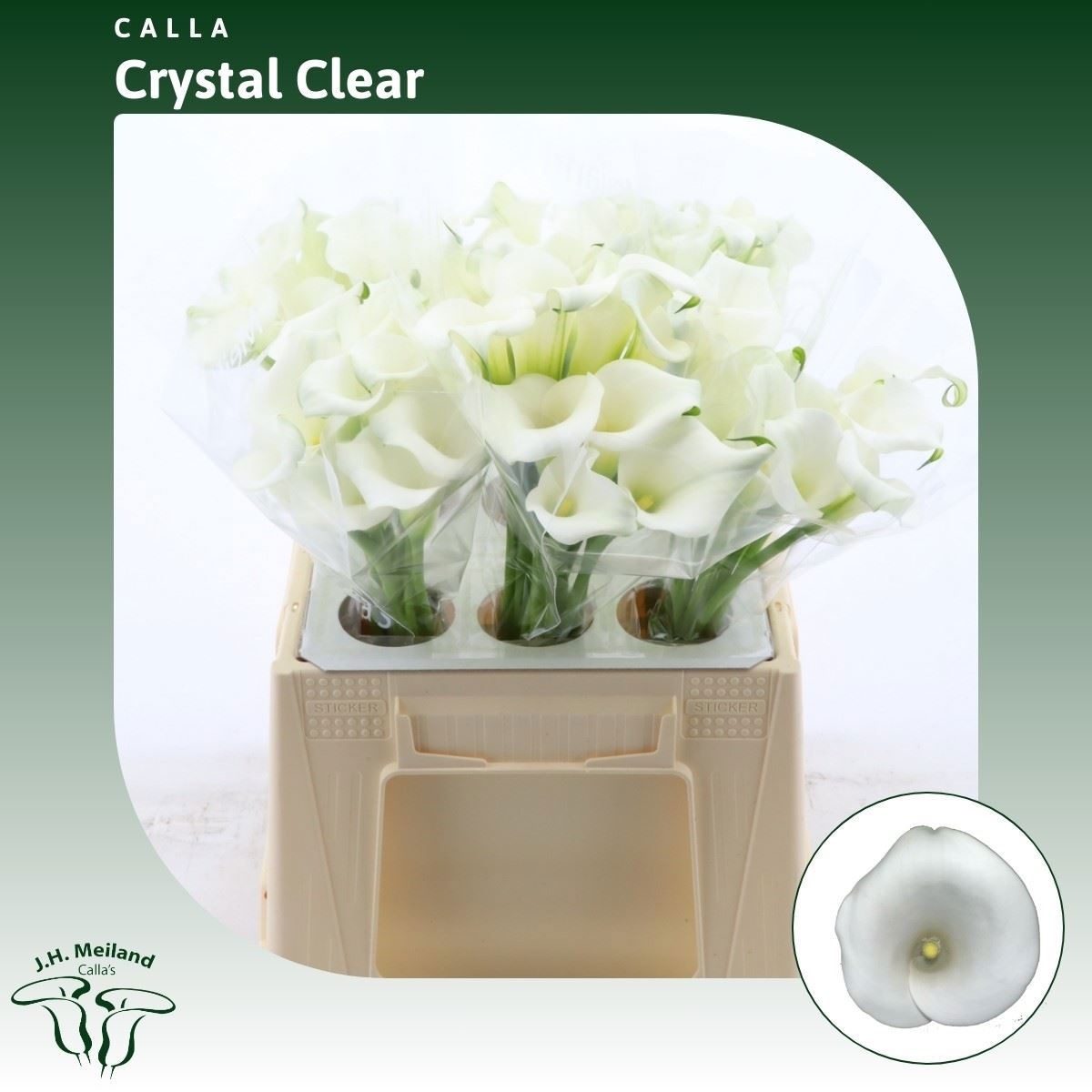 Calla Crystal Clear 40cm