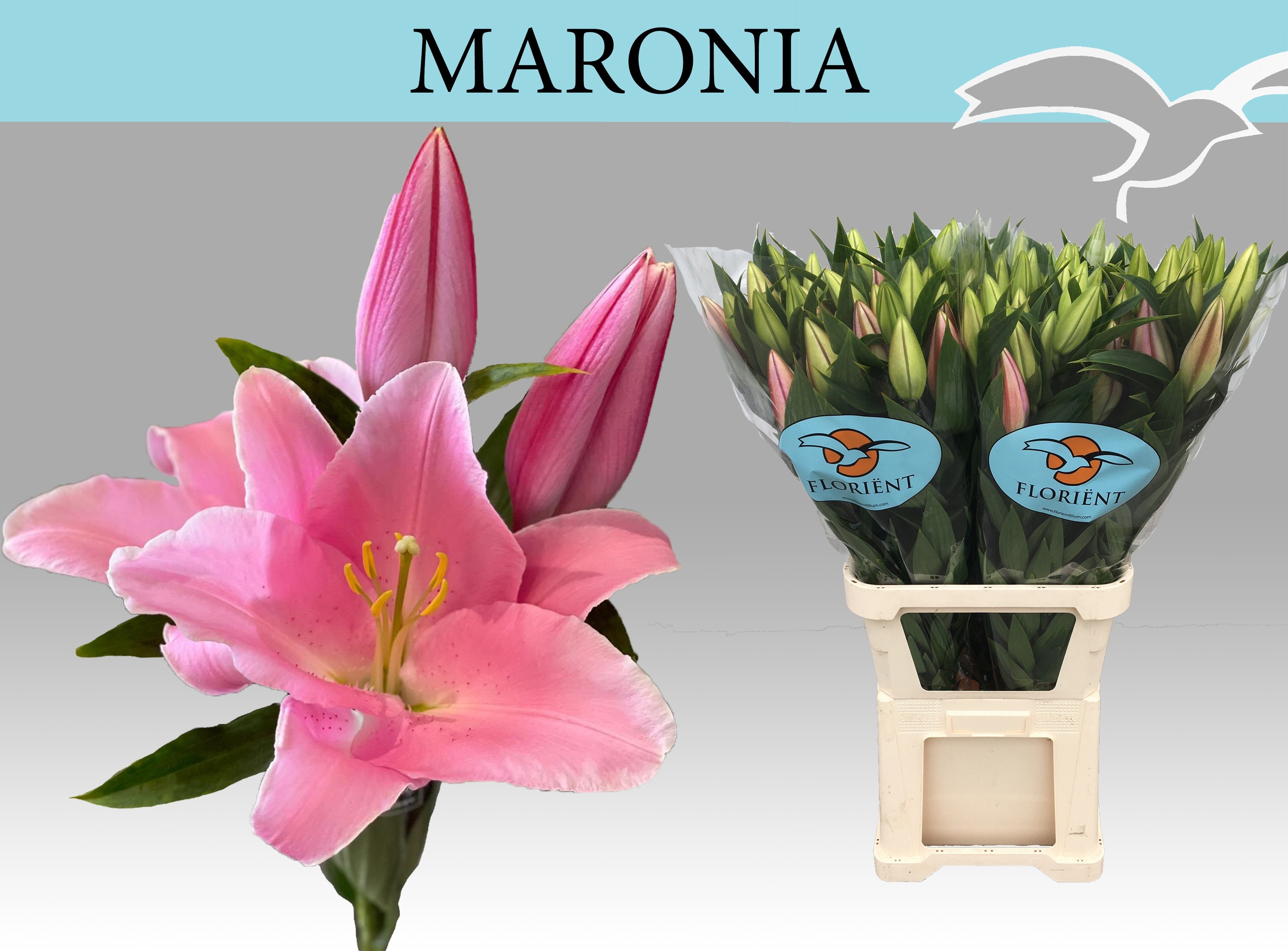 Lilium Or 110cm 5/7bl