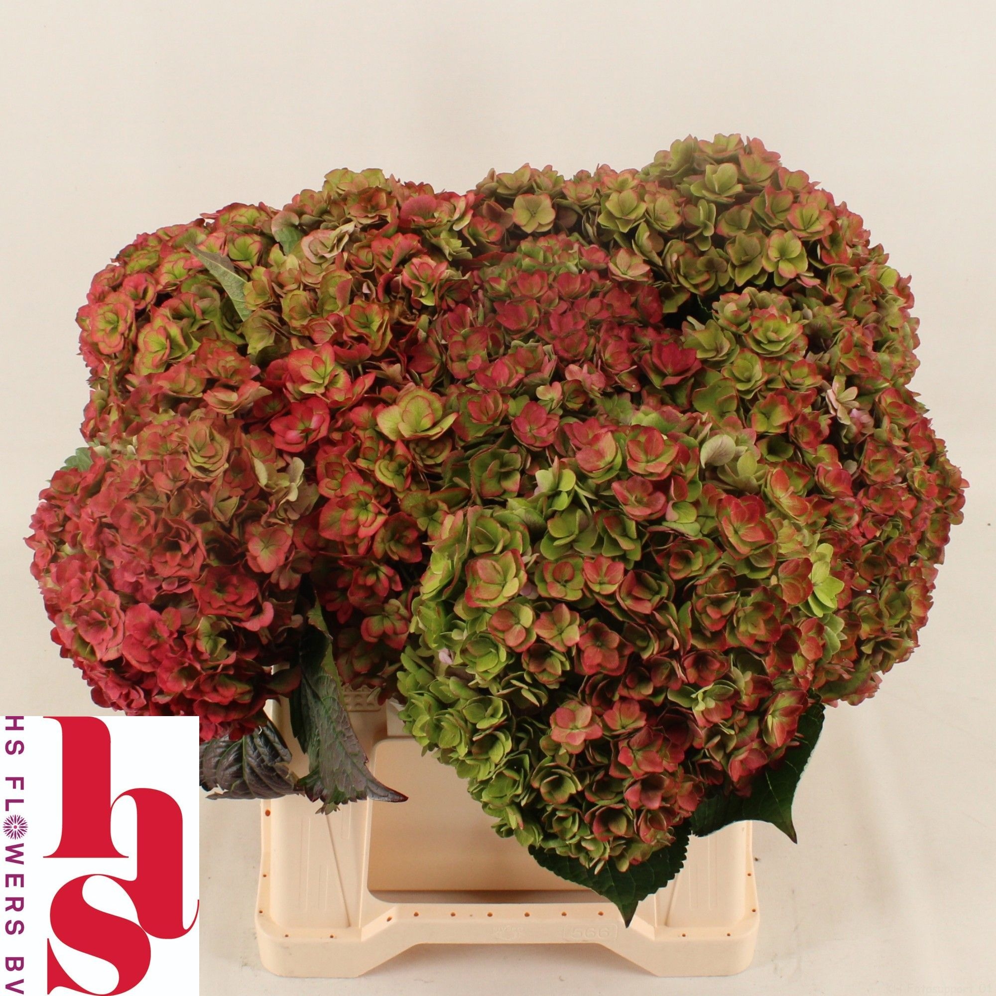 Hydrangea Royal Anastasia Classic 40cm 16Ø