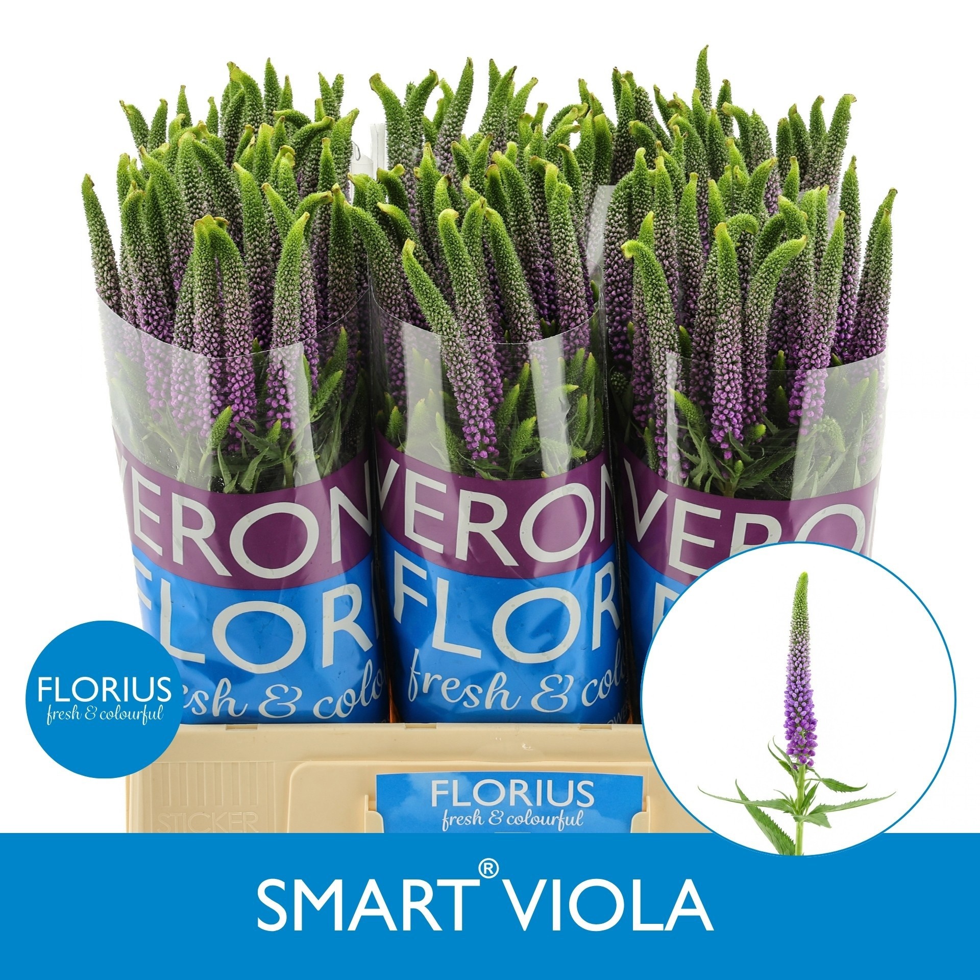 Veron Smart Viola