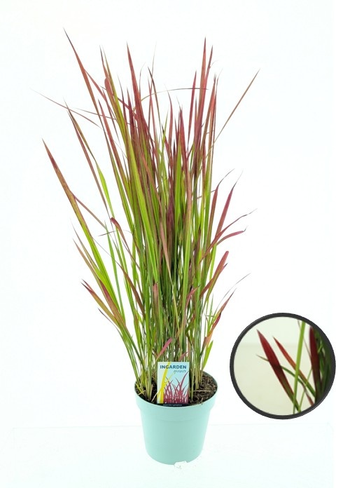 Picture of Imperata cylindrica 'Red Baron'