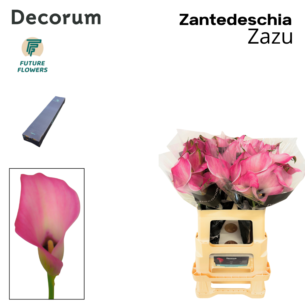 Zant Zazu