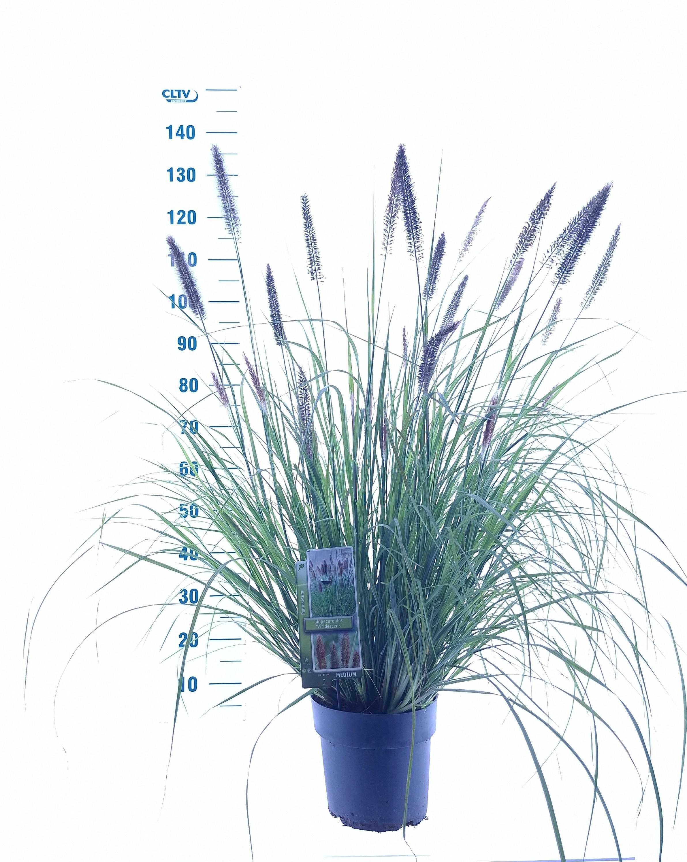 Pennisetum alopecuroides 'Viridescens'